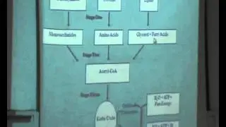 2-[Bioenergetics] Dr.Hanan Hosni 29-9-2015(Metabolic pathway-ATP ADP cycle)