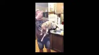 Abi Ray's Animal Antics: This pug is the thug!