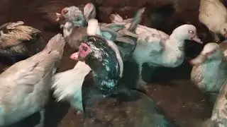 🔴 LAL ORDEKLERI QIS AYLARINDA NECE SAXLAMAQ LAZIMDIR?