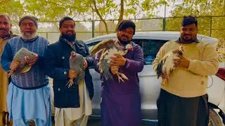 How Chukar Partridge Is Prepared & Cooked | Full Slaughter to VIP Curry Process 😋😋