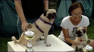 Sixty dogs compete for title of Berlin's fastest pug on Saturday