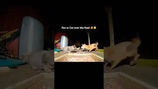 Fox vs Cat over the food 🦊🐱 #youtubeshorts #funnyshorts #cat #fox #catfox #catvsfox #catshorts