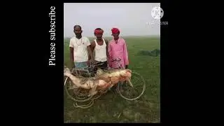 Big fish from Padma river