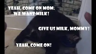 Kitty Krusades #6: Got Milk? Comical Speaking Kitties with Their Mom Sophia Gray - Fursday Cat Video