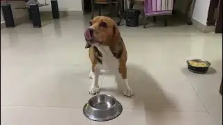 REVERSE SNEEZING in a beagle