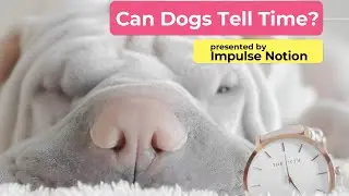 Can Dogs Tell Time?