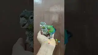 sun cornuer bird lowest price in hyderabad #sunconure #pets #trending