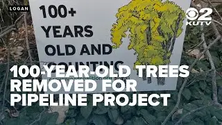 100-year-old trees face removal to make way for water storage project in Logan