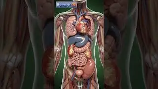 What is hydronephrosis in kidney| 3D Medical Animation  #3danimation#science #education