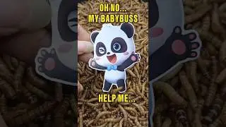 Mealworms Devour Babybuss Stickers  #mealwormfarm #mealworms #sprunki #babybus #shorts