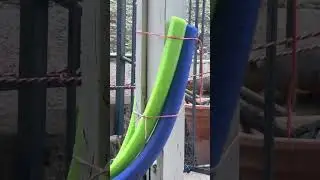 Another Play Day with Squirrels