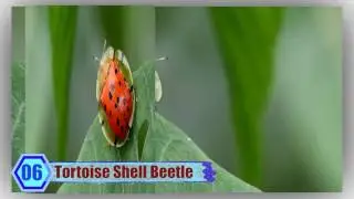 10 most Amazing Transparent Animals in the world