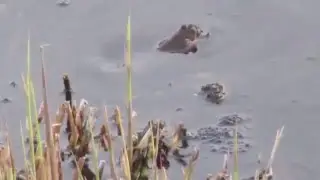 Bruine kikkers paartijd