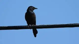 Quiscale bronz&eacute; - Quiscalus quiscula - Common Grackle