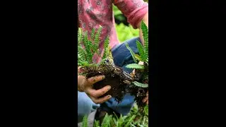 How to make FERNS for FREE 🌿