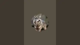Wild Life Squirrels birds corvish, posible raining to watching 🐿️🐦‍⬛🐦😻, Subcribe 🥰