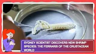 Sydney Scientist Discovers New Shrimp Species: The Ferraris of the Crustacean World