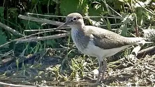 Common Sandpiper Calling and Catching Fish