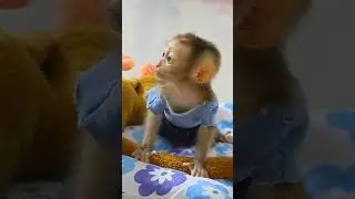 Baby monkey call Mommy after wake up