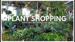 PLANT SHOPPING - RITCHIES - OTTAWA, CANADA - anthuriums, philadendrons, epiprenum & more