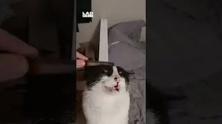 My Cat's Soul Leaves His Body When I Brush Him 🤣 (🎥: ViralHog)