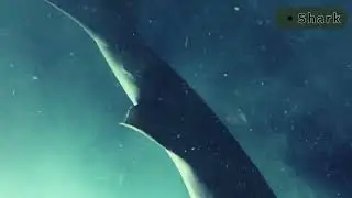Close Encounter with Massive Deep Sea Shark🌊 Submarine Exploration-Shark Video ? Submarine Adventure