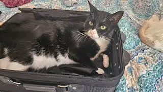 We save cats' lives in this community #cat #catlives #catcommunity