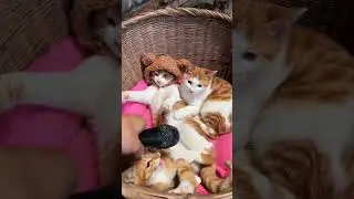 Cats pets kitty baby cutiepie kitten cat #funnyvoice #meow  | ms_meoww's vlog |