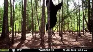 Florida Black Bear Abundance Study