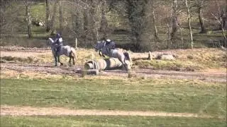 Connemaras at Athlone cross country