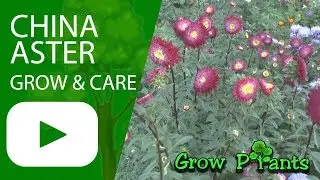 Астра китайская &mdash; выращивание и уход (также отличный срезной цветок)