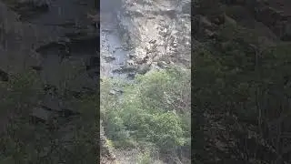 Mountain goat family