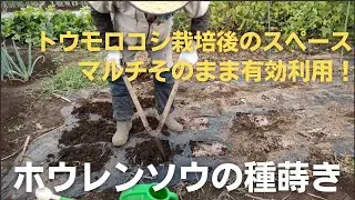 ホウレンソウの種蒔き【トウモロコシ栽培後のスペースを利用しました】2022年10月8日