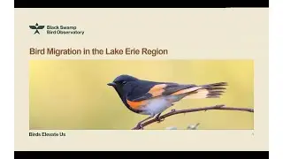 Bird Chat: Lake Erie Birding  & Black Swamp Bird Observatory