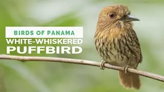 White-whiskered Puffbird: Range, Habitat, Subtle Sex Differences & Often Overlooked Presence
