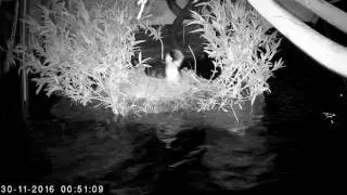 30Nov16 Feather eating by adult example number 2 IR.