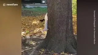 Rare white squirrel discovered during morning walk in Toronto