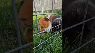 Baby guinea pigs 1st time outside! #guineapig #babyguineapig #cavy #cavies  #smallanimals #cutepets