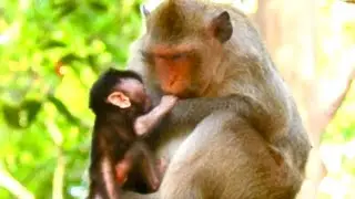 Monkey Button Plays Gently With Her Newborn Baby During Feeding Time