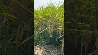 #punjabi #song #khet #kheti ❤️🌾