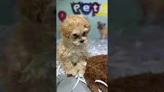 Cute Puppies #shorts
