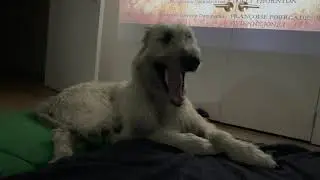 wolfhound pays little attention during movie [2022-03-18]