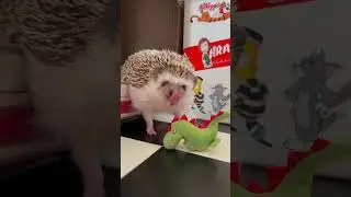 истинная причина вымирание динозавров #animals #dinosaur #ёжик