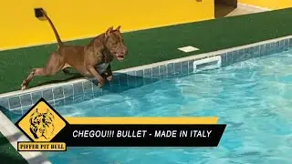 Chegou o Bullet