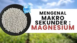 MAGNESIUM, HARA PENTING BUAT FOTOSINTESIS!