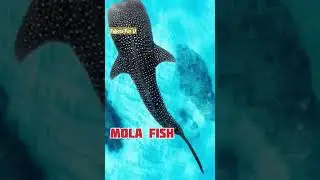 #trendingshorts #top5 #top #big #naturelovers #facts #fish