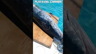 playa del carmen fishing tours #playadelcarmen #mexico #booknow #pesca #fishing #fypシ゚ #fishingtours