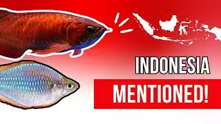 AWESOME AQUARIUM FISH THAT NOT MANY PEOPLE KNOW WERE NATIVE TO INDONESIA!!!