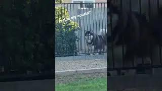 Alusky sees a Malamute #shorts