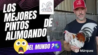 Vista al Criadero la Peña Alta de Gil Márquez/ gallitos miniatura aztecas